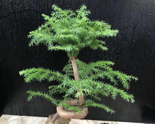 澳洲杉换土的最佳时机是什么时候？换土步骤有哪些？
