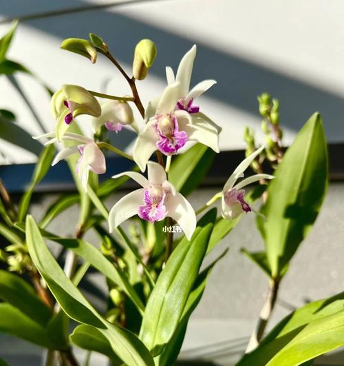 澳洲石斛一年开几次花？如何促进其开花？