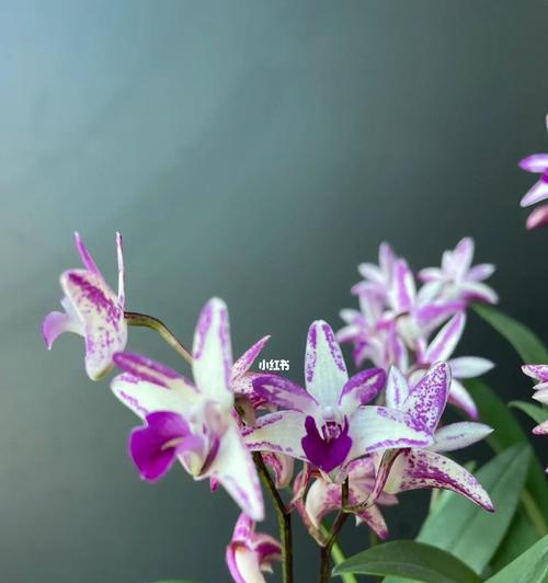 澳洲石斛一年开几次花？如何促进其开花？
