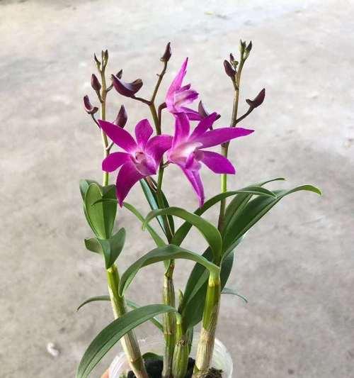 澳洲石斛一年开几次花？如何促进其开花？
