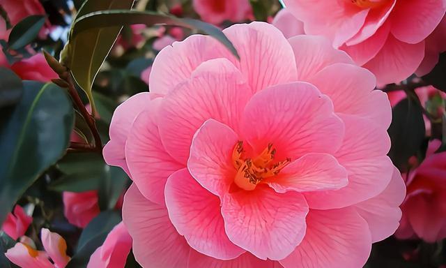 八瓣花代表什么？八瓣花的象征意义有哪些？