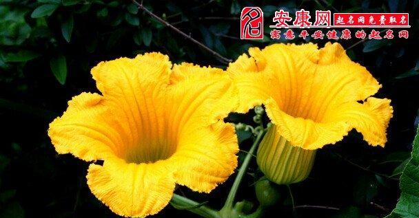 八瓣花代表什么？八瓣花的象征意义有哪些？