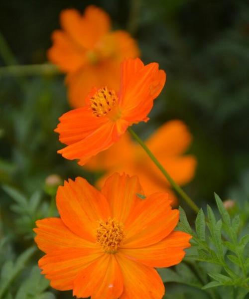 八瓣花代表什么？八瓣花的象征意义有哪些？