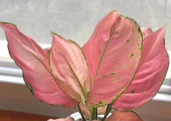 八宝兰有毒性吗？室内养护需要注意什么？