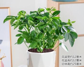 八方来财冬天会冻死吗？如何保护植物安全过冬？