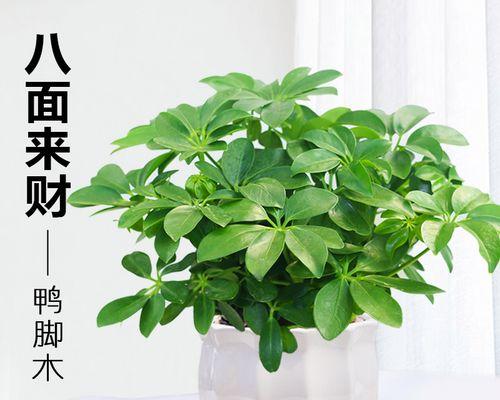 八方来财好养吗？养殖方法和养护要点是什么？