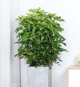 八方来财树叶子干枯了怎么办？如何恢复其生机？