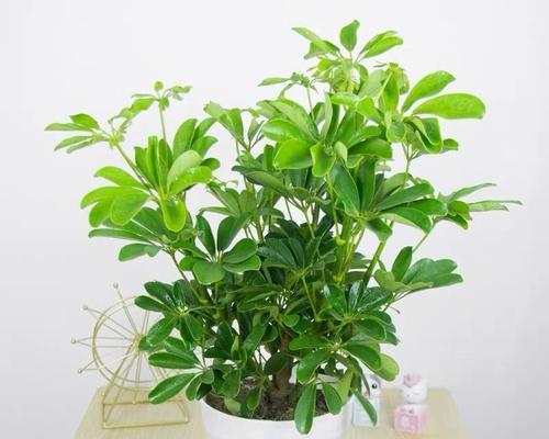 八方来财喜阴还是喜阳？风水学中财位的正确选择方法是什么？