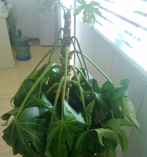 八方来财喜阴还是喜阳？风水学中财位的正确选择方法是什么？