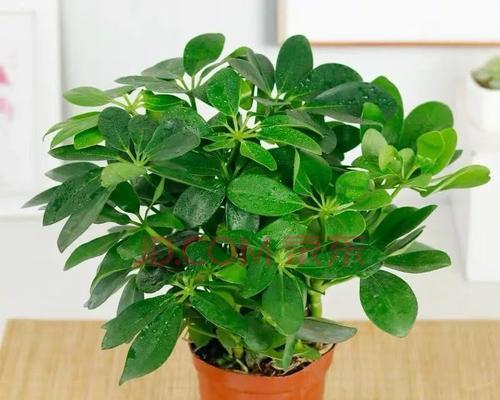 八方来财怎么养才能更旺盛？有哪些风水布局技巧？