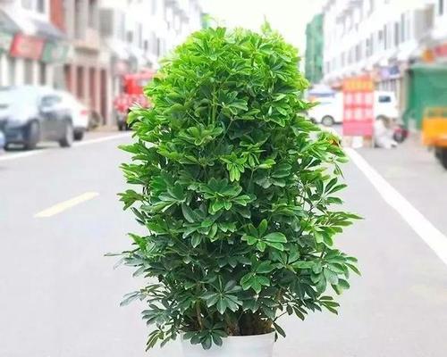 八方来财怎么养才能更旺盛？有哪些风水布局技巧？