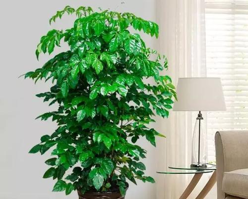 八角花盆适合养什么花？如何选择合适的植物？