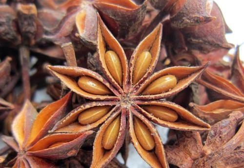 八角几年结果实？如何正确种植和管理以提高产量？