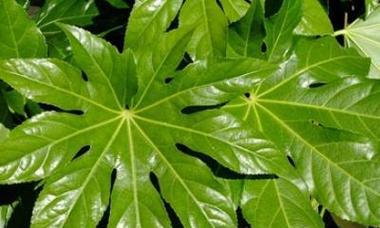 八角树何时成熟？如何判断八角的最佳采摘时间？