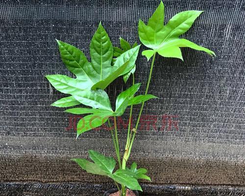 八角金盘耐阴吗？如何正确养护耐阴植物？