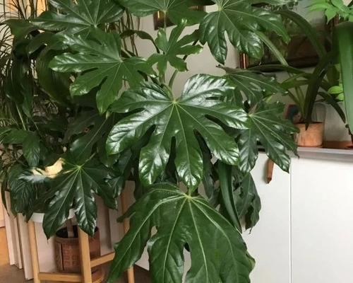 八角金盘适合家里养吗？室内养护需要注意什么？