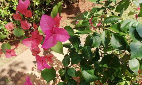 八角梅什么时候开花？如何正确养护以促进花期？