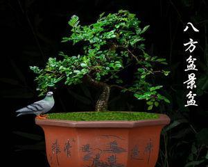 八角梅修剪技巧有哪些？如何修剪才能更美观？