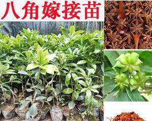 八角的最佳种植季节是什么时候？种植时应注意哪些问题？
