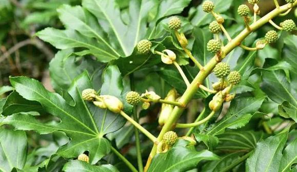 八角的最佳种植季节是什么时候？种植时应注意哪些问题？