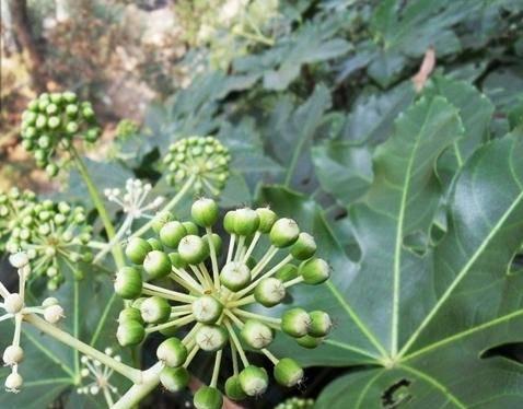 八角树开花时间是什么时候？开花后需要注意什么？