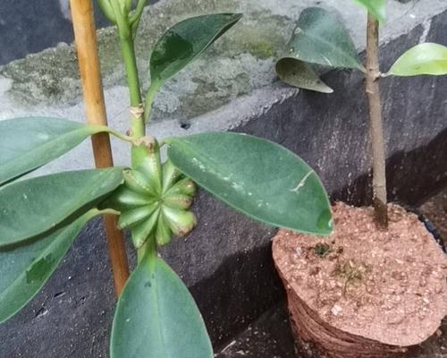 八角树几年结果实？如何正确种植以促进早期结果？