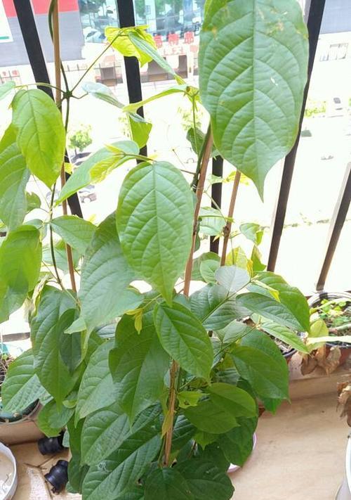 八角树开花不结果怎么办？如何促进其结果？