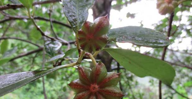 八角树院子种植可行吗？种植八角树需要注意什么？