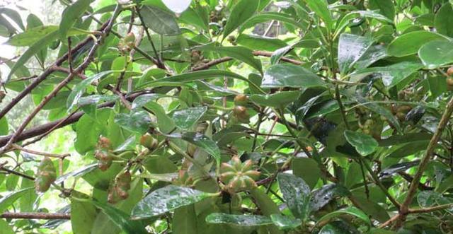 八角树院子种植可行吗？种植八角树需要注意什么？