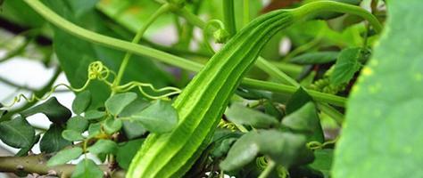 八角丝瓜最佳种植时间是什么时候？如何确保高产？