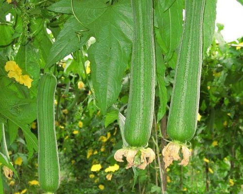 八角丝瓜什么时候开花结果？如何促进其开花结果？