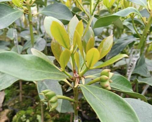 八角种子种植方法是什么？如何确保种植成功？