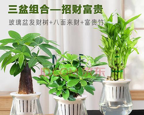 八面来财养殖需要注意什么？如何正确养殖以招财进宝？