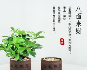 八面来财养殖需要注意什么？如何正确养殖以招财进宝？