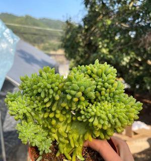 八千代多肉养成老桩造型的方法是什么？需要多长时间？