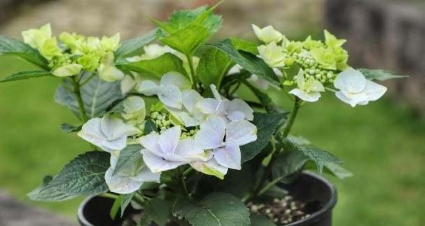 八仙花什么时候开花？花期持续多久？