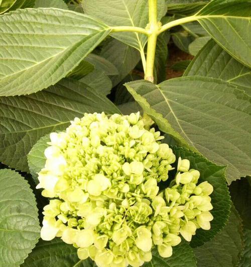 八仙花扦插的最佳月份是什么时候？如何提高成活率？
