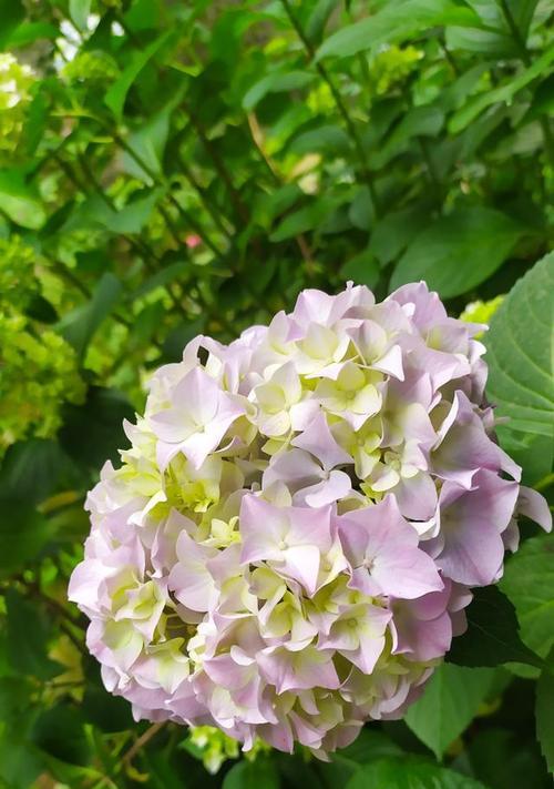 八仙绣球一年开几次花？如何确保其开花频率？