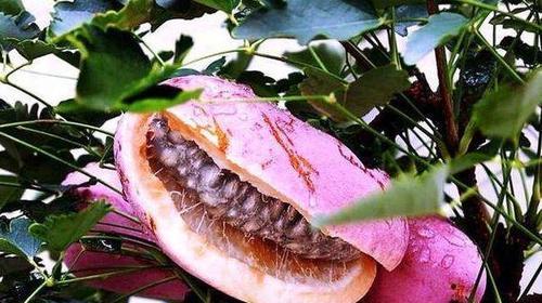 八月瓜有哪些神奇功效？如何正确食用八月瓜？