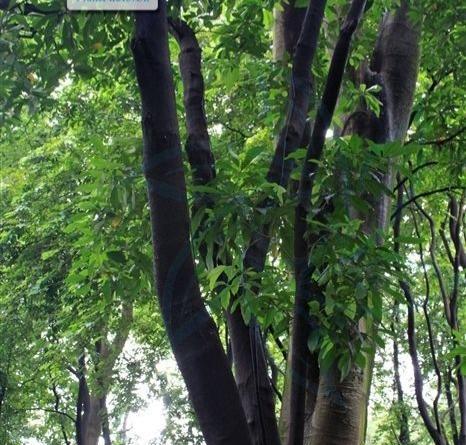 巴豆种子的来源是什么？有哪些用途和注意事项？