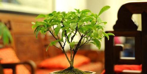 巴西红果几年能结果实？种植后多久能挂果？