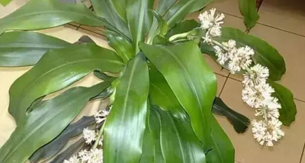 巴西木不开花怎么办？如何促进开花？