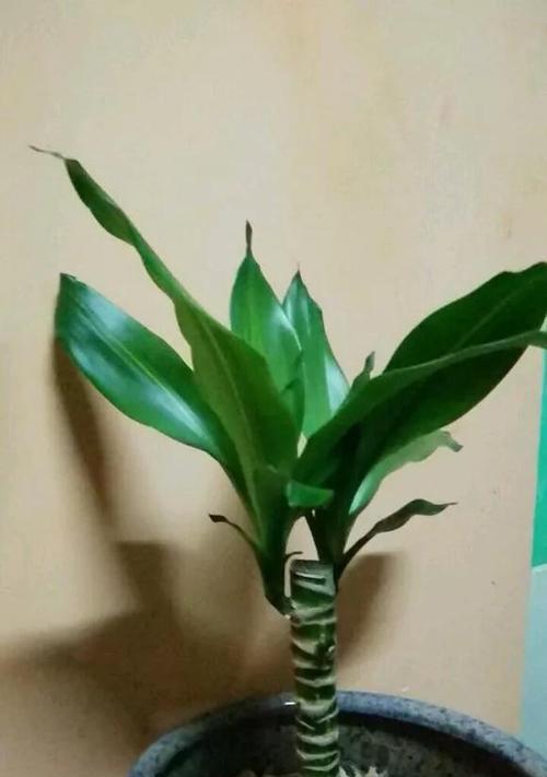 巴西木打顶的最佳时间是什么时候？具体步骤有哪些？