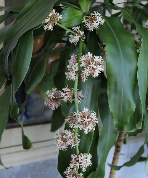 巴西木花期是什么时候？如何正确养护以延长花期？