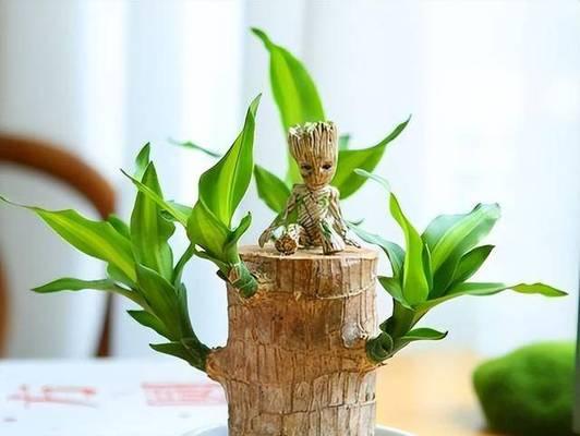 巴西木花语和寓意代表着什么意思？如何正确理解巴西木的象征意义？