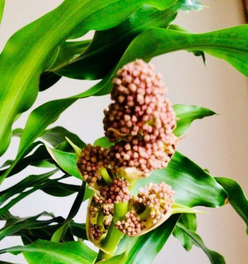 巴西木会开花吗？开的花是什么样子？