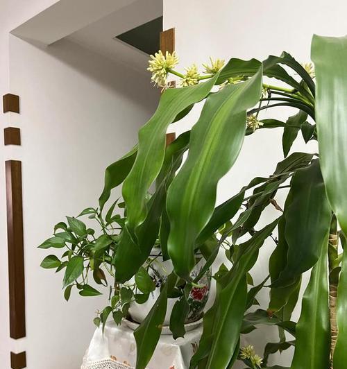 巴西木开花后怎么处理？开花后养护要点有哪些？