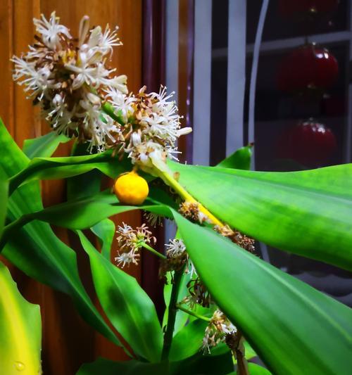 巴西木会开花吗？如果开花它的花朵是什么样子的？