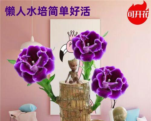 巴西木会开花吗？如果开花它的花朵是什么样子的？