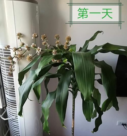 巴西木开花的样子是什么？开花预示着什么含义？